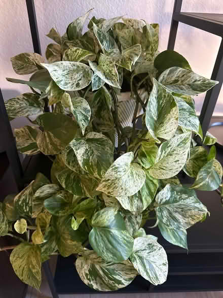 Photo of free House plants (Chandler, AZ) #1
