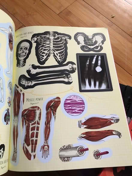 Photo of free sticker book the human body (Bromley BR1) #3