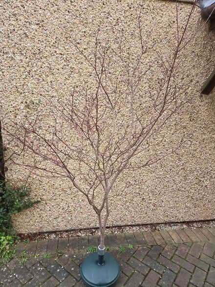 Photo of free Decorations (Lye Valley OX3) #2