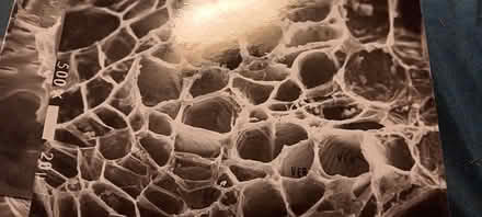 Photo of free plant cell electron micrographs (melrose) #4