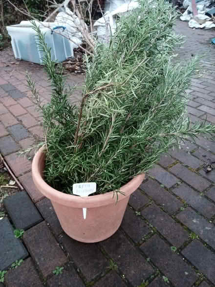 Photo of free fresh rosemary cuttings (Drylaw EH4) #1