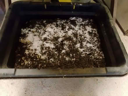 Photo of free Rock / 'de-icing' salt (Bucknell SY7) #2