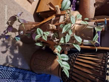 Photo of free Tradescantia houseplant. (Canford Heath BH17) #1