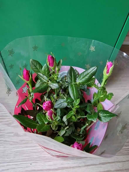 Photo of free Sparkly Christmas Rose Gift (Woking GU22 9) #2