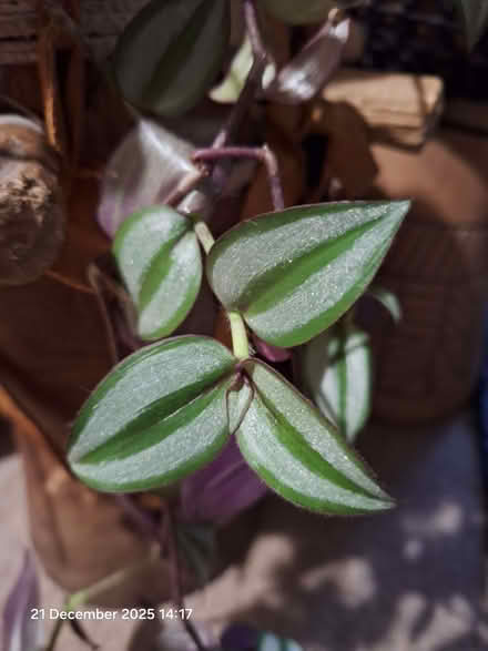 Photo of free Tradescantia houseplant. (Canford Heath BH17) #2