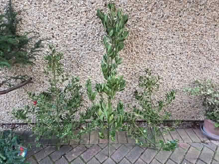 Photo of free Decorations (Lye Valley OX3) #1