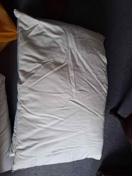 Photo of free 4 New feather pillows (South Green CM11) #3