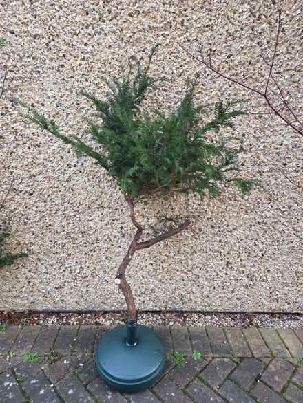 Photo of free Decorations (Lye Valley OX3) #3