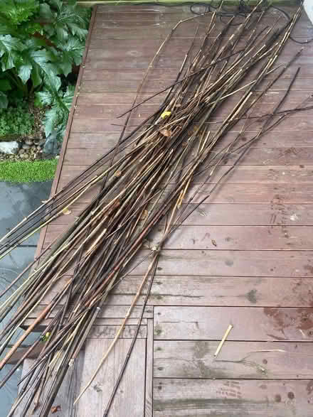 Photo of free Bamboo canes (Dyke Road area BN1) #1