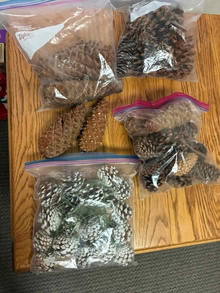 Photo of free Acorns (Los Altos) #1