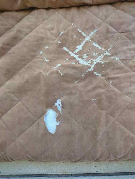 Photo of free Dog Bed (Cary) #2