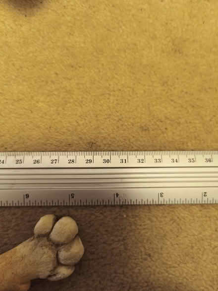 Photo of free Cat figurines (TN39 4JT) #3