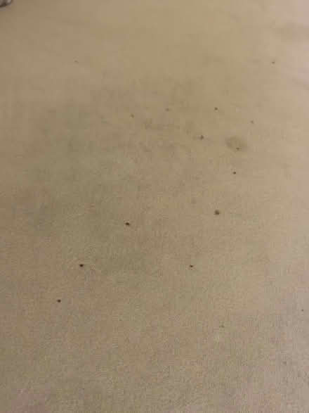 Photo of free 2 and 3 seater sofa bed (Hackney, E8) #4