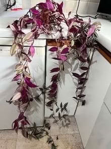Photo of free Tradescantia houseplant (Caldecott OX14) #1