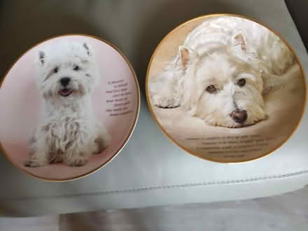 Photo of free 2 Westie plates (Leighton Buzzard LU7) #1
