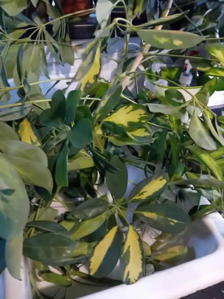 Photo of free Umbrella plant cuttings (Swanshurst B13) #1