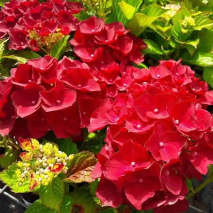 Photo of Hydrangeas (Heald Green SK8) #1