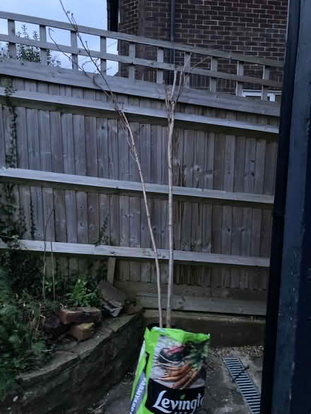 Photo of free Cherry tree ornamental (Wallands Park BN7) #1