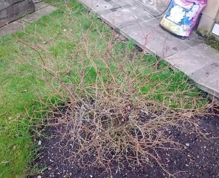 Photo of free 2 mature Blueberry Bushes (Backworth NE27) #1