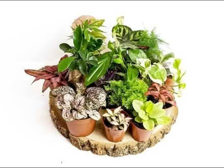 Photo of Terrarium plants (HU8 james reckitt) #1