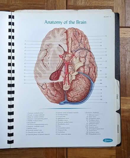 Photo of free Atlas of Normal Anatomy (Groton) #2