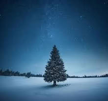 Photo of Christmas Tree with roots (Nether Kellet LA6) #1