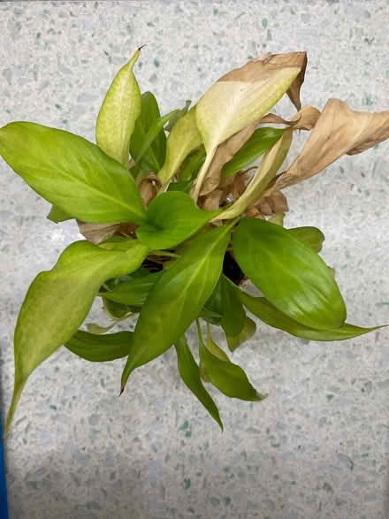 Photo of free Small peace lily (Dursley GL11) #2