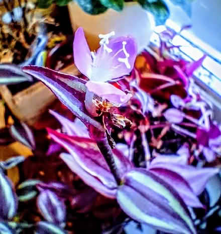 Photo of free Inchplant shoots (Bellevue EH7) #1