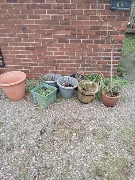 Photo of free Plants and plant pots (Leeds LS7) #1