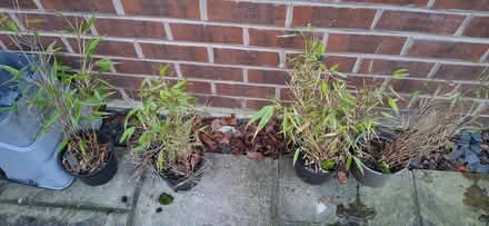 Photo of free 4x potted bamboos (LS15 Cross Gates) #1