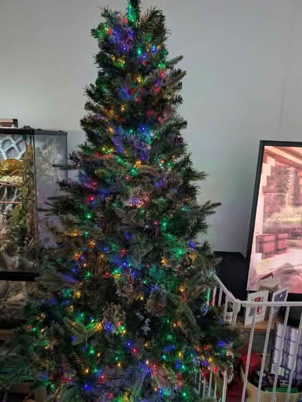 Photo of free 7ft Christmas tree 🎄 (Goffs Oak EN7) #1