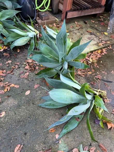 Photo of free Blue Agave plants (Cherry Chase Sunnyvale) #1