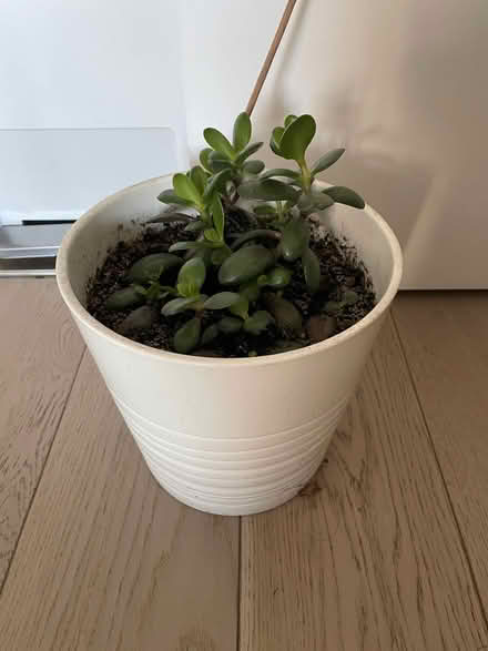 Photo of free Clear out items (Greenwich SE10) #2