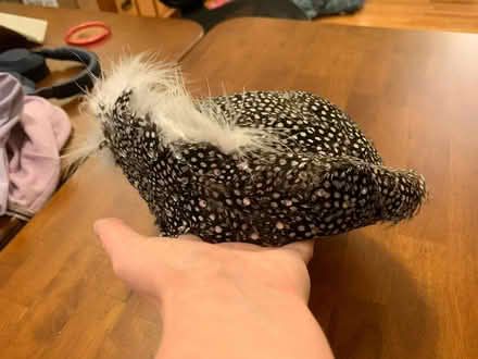 Photo of free Wool felt hat with feathers (Ponderosa Park Area) #4