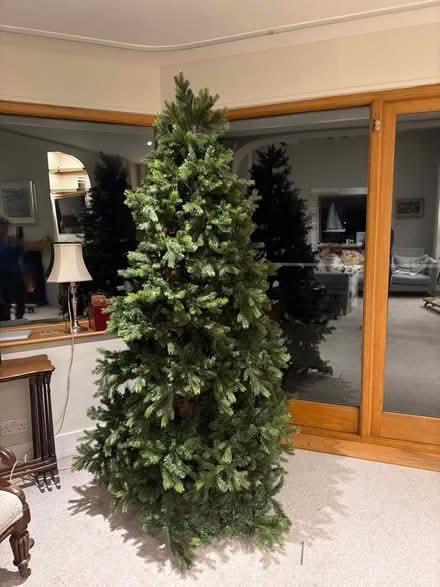 Photo of free Christmas tree 6ft (Itchenor PO20 7AN) #1