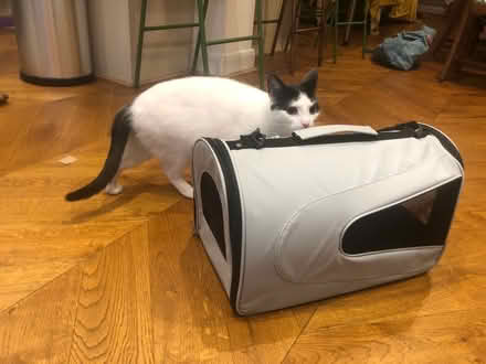 Photo of free Pet Carrier (BR3) #1