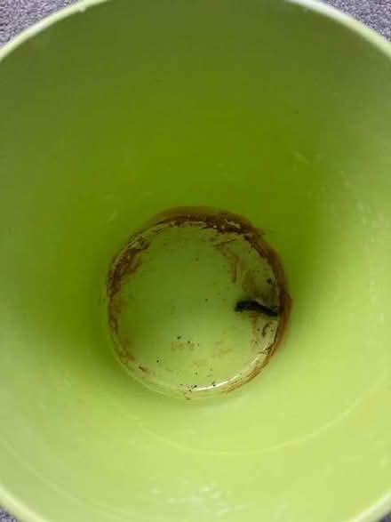 Photo of free Small green plant pot (Lewes BN7) #2