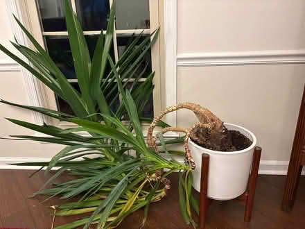 Photo of free Overgrown palm (North Augusta) #1