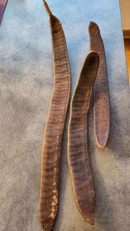 Photo of free "musical" seed pods (Claverton BA2) #1