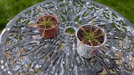 Photo of free 2x Carnivorous (Sundew) plants (Hill Head, PO14 2) #2