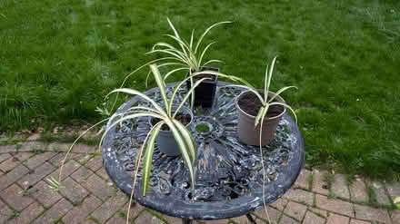 Photo of free Spider plants (Hill Head, PO14 2) #1