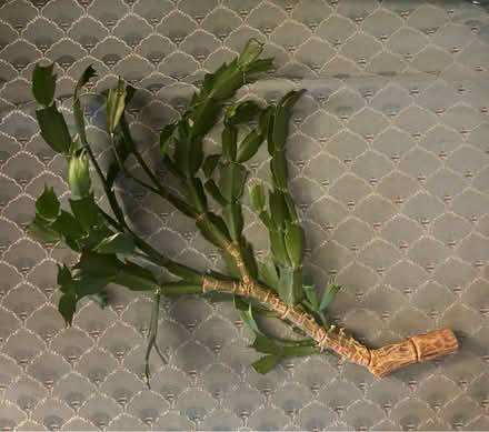 Photo of free Piece of Christmas cactus (Ridley Park) #1