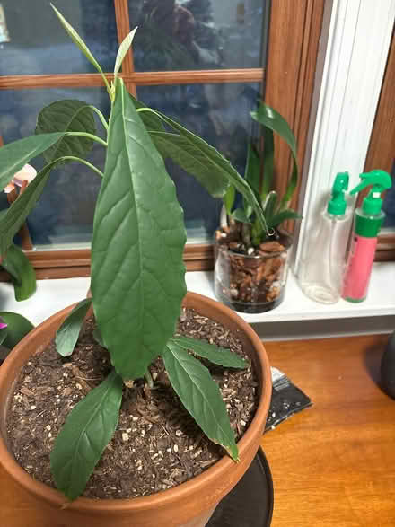 Photo of free Avocado plant (North Augusta) #1