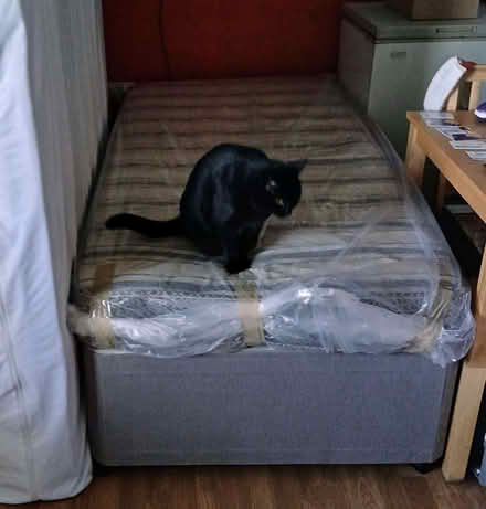 Photo of free Single bed and mattress ( with fire safety label ) (Great Yarmouth NR30) #1