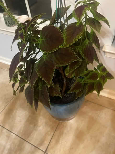 Photo of free Multiple plants (Damascus,MD) #2