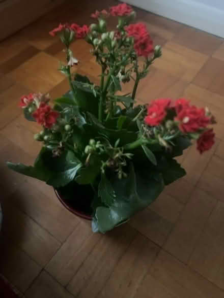 Photo of free Kalanchoe plant in bloom (St Pauls Ward GU15) #1
