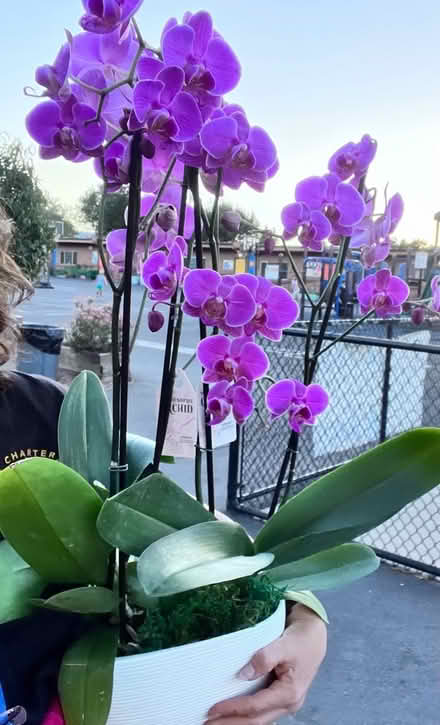Photo of free 2 orchid plants (West San Jose) #2
