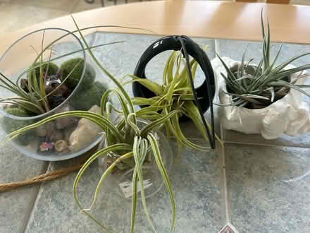 Photo of free Multiple plants (Damascus,MD) #3