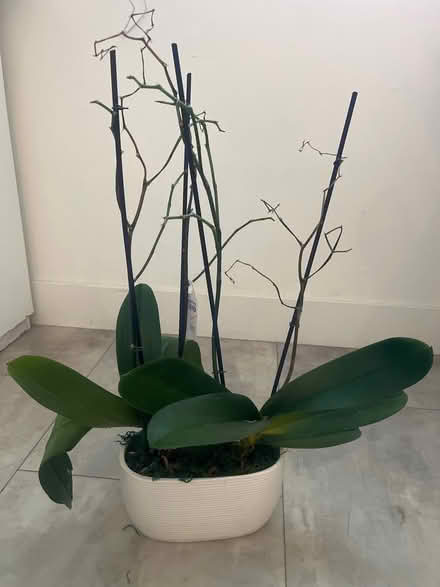 Photo of free 2 orchid plants (West San Jose) #1
