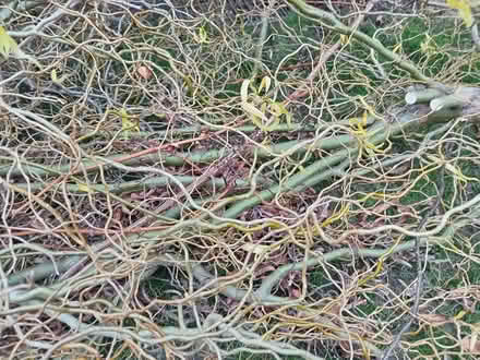 Photo of free Twisted willow tree cuttings (Lower Morden SM4) #1